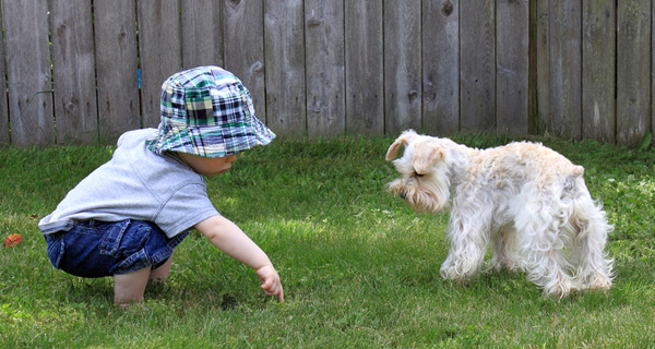 Pet yard waste cleanup